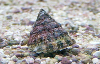 Thumbnail for Astraea Turbo Snail (Astraea tecta)