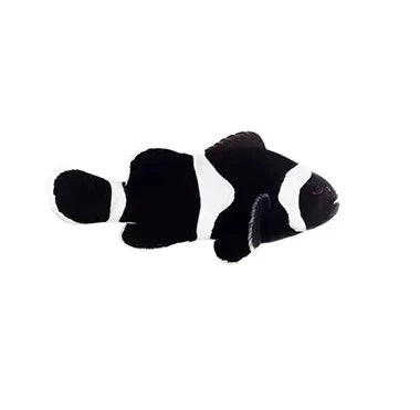 Black Ocellaris Clownfish - Captive Bred - Small - 1" to 1.25"