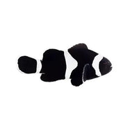 Black Ocellaris Clownfish - Captive Bred - Small - 1