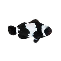 Black Snowflake Ocellaris Clownfish - Captive Bred - Small - 1