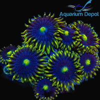 Thumbnail for Blue Steel Zoa (Zoanthus sp.)