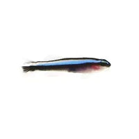 Blue Neon Goby - Captive Bred - Small - 1