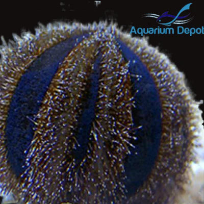 Blue Tuxedo Urchin(Mespilia globulus)
