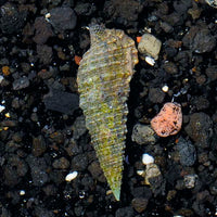 Cerith Snail (Cerithium sp.)
