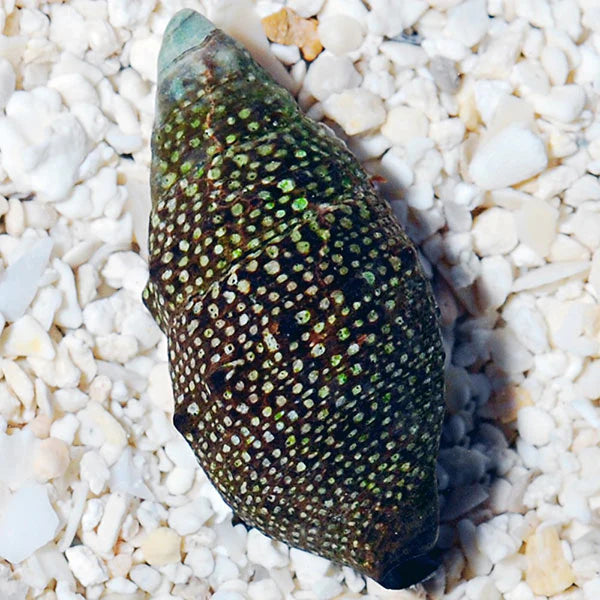 Cerith Snail (Cerithium sp.)