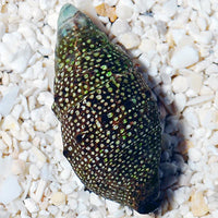 Thumbnail for Cerith Snail (Cerithium sp.)