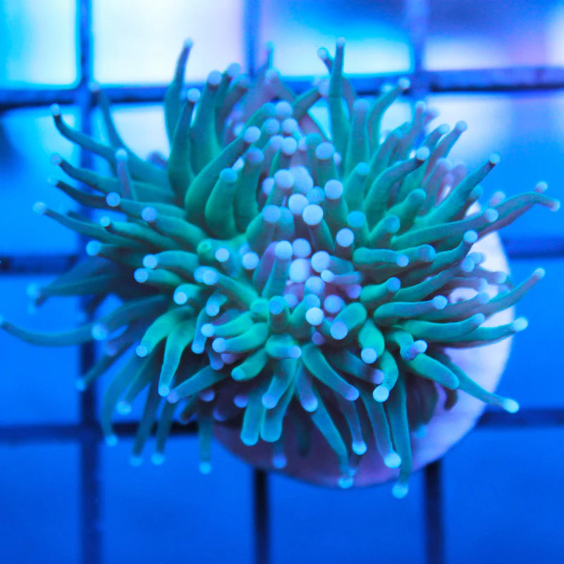 Blue Tipped Green Torch (Euphyllia glabrescens)