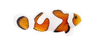 Gladiator Ocellaris Clownfish - Captive Bred - Small - 1
