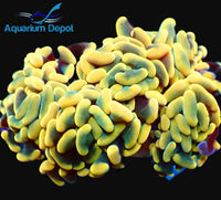 Thumbnail for Gold Branching Hammer (Euphyllia ancora)