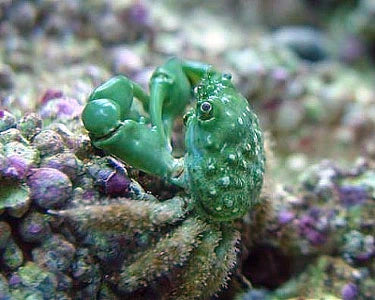 Emerald Crab - Mithraculus sculptus