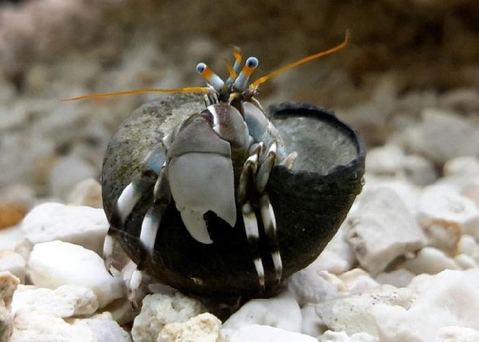 Zebra Hermit Crab - Calcinus seurati