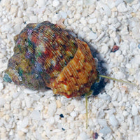 Zebra Turbo Snail (Turbo fluctuosa)