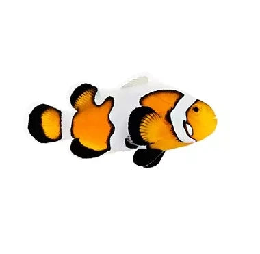 Premium Gladiator Ocellaris Clownfish - Captive Bred - Small - 1" to 1.25"