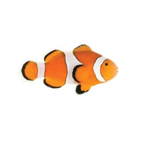 Ocellaris Clownfish - Captive-Bred - Small - 1