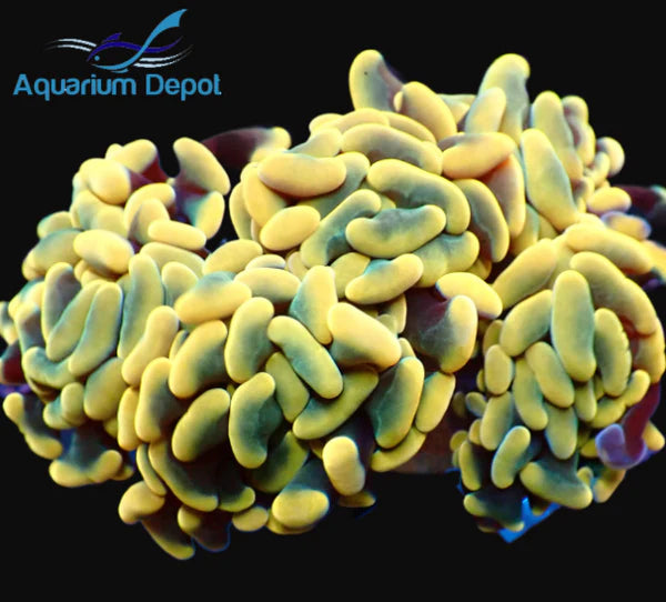 Gold Branching Hammer (Euphyllia ancora)