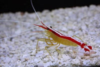 Skunk Cleaner Shrimp - Lysmata amboinensis - Large 2 Inch