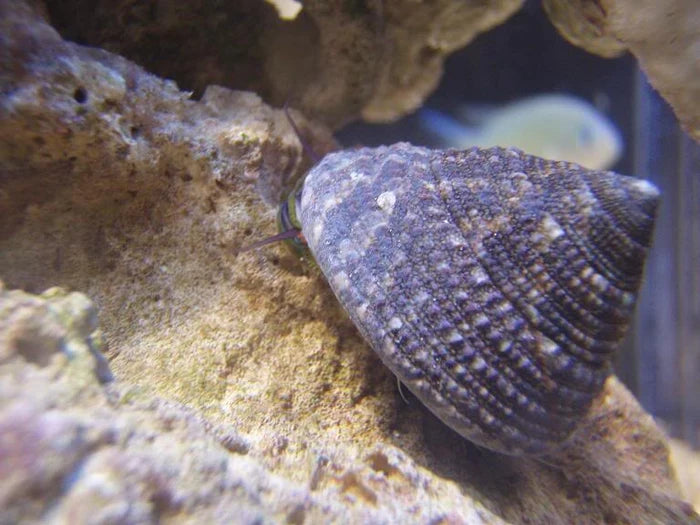 Trochus Snail - Trochus sp.